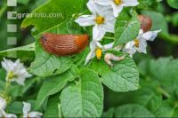 Wegschnecke 10