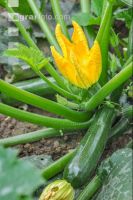 Zucchini 11