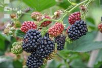 Brombeeren 4