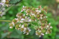 Brombeere Blüte 3