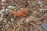 Wegschnecke 2