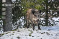 Wildschweine 18