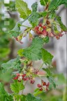 Jostabeere Blüte 3