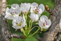 Birne Blüte 23