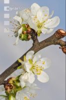 Birne Blüte 20