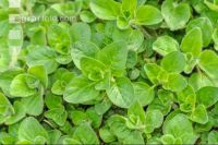 Oregano 8