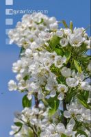 Birne Blüte 22