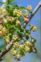 Jostabeere Blüte 5