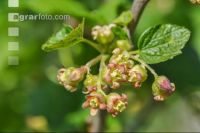 Jostabeere Blüte 4