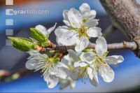 Birne Blüte 21