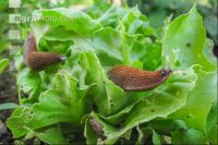 Wegschnecke 3