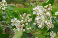 Aroniablüte