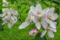 Apfel Blüte 18