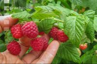 Himbeeren 12