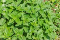 Oregano 7