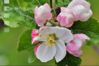 Apfel Blüte 19