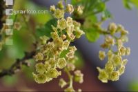 Ribisel Blüte 3