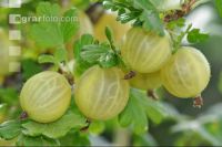 Stachelbeeren 11