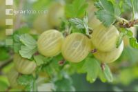 Stachelbeeren 10