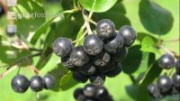 Aronia 2