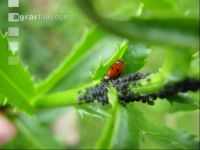 Ladybird plant louses 3