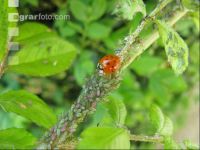 Ladybird plant louses 4