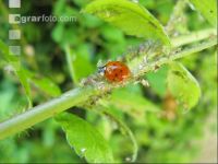 Ladybird plant louses 5