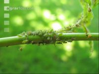 Ladybird plant 1