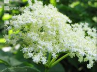 Holunder Blüte 14