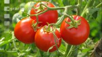 Tomate 11