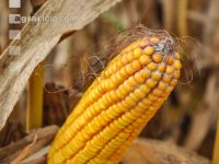 Mais Fusarium 2
