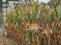 Maize harvest 189