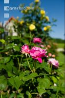 Rose 19