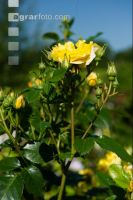 Rose 20