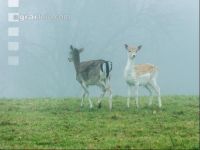 Damwild 4