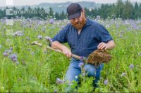 Phacelia oil radish clover 4