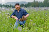 Phacelia oil radish clover 3