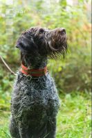 Jagdhund 14