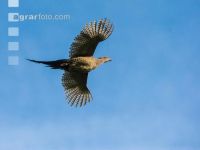 Fasanhenne im Flug 2