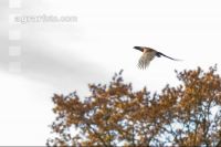 Fasan im Flug