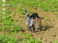 Jagdhund mit Feldhase 2