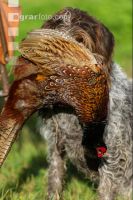 Jagdhund mit Fasan 2