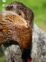 Jagdhund mit Fasan 1