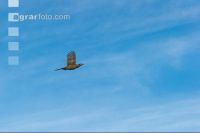 Fasanhenne im Flug 1