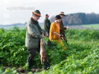 Treibjagd in Senfkultur 1