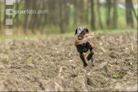 Jagdhund mit Ente 2
