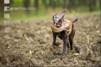 Jagdhund mit Ente 1