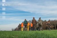 Treibjagd auf Feldern 2
