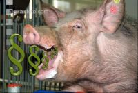 Tierschutzgesetz 2
