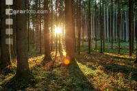 Sonnenuntergang Fichtenwald